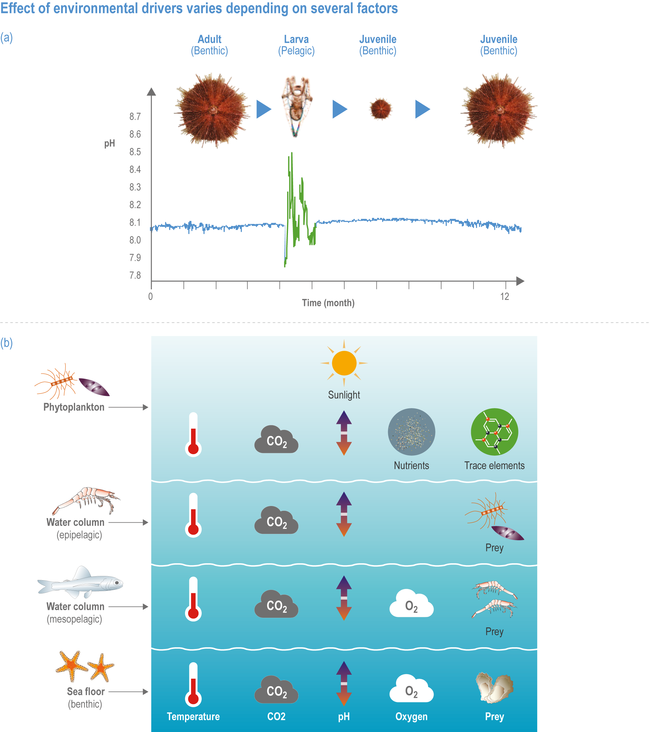 Frontiers  Piscine predation rates vary relative to habitat, but not  protected status, in an island chain with an established marine reserve